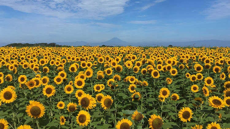 5 Best Sunflower Fields Near Tokyo: Spectacular Scenic Views in Tokyo, Kanagawa, and Chiba (2023 Edition)
