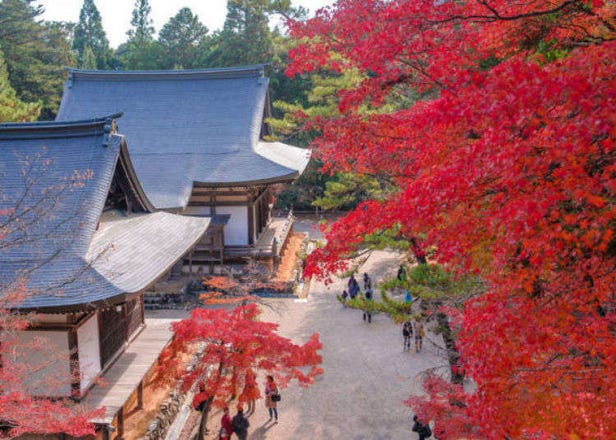 京都赏枫名胜不胜枚举，必访的观赏景点总整理
