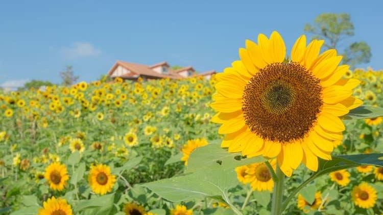 10 Prettiest Sunflower Fields in Japan: When and Where to Go To See Stunning Kansai in Bloom in 2023