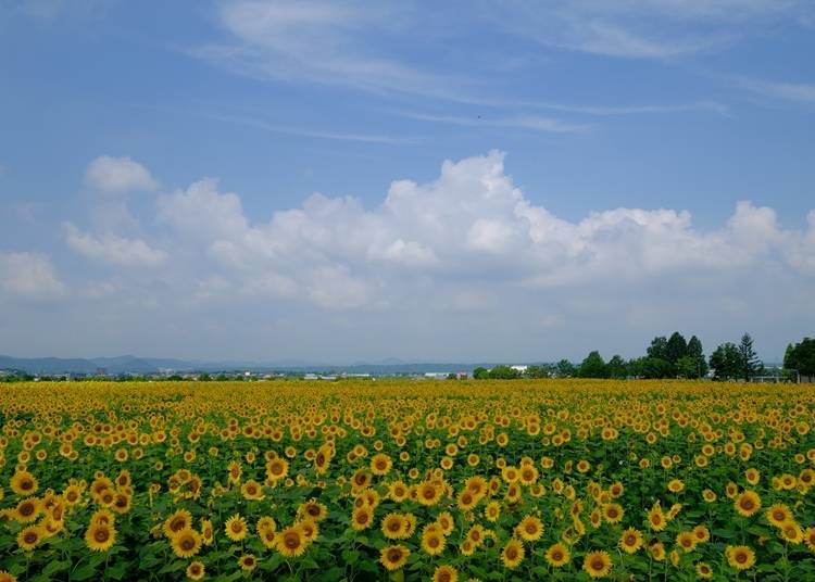2. Ono City Sunflower Hill Park (Hyogo): A city of sunflowers in Japan!