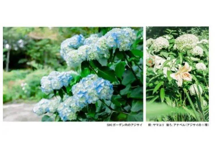 Experience the Delightful SIKI Garden Summer Season in Kobe, Hyogo Prefecture